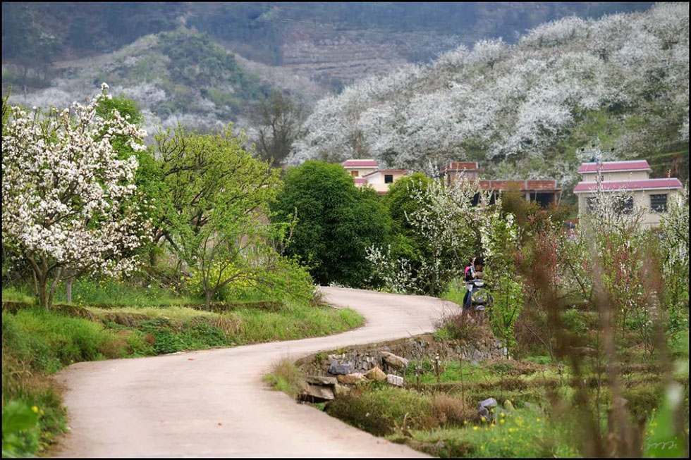 【春天,广西桂林灌阳县向您发出邀请!】我们在灌阳看梨花 - 游山玩水 - 驻马店生活社区 - 驻马店28生活网 zmd.28life.com