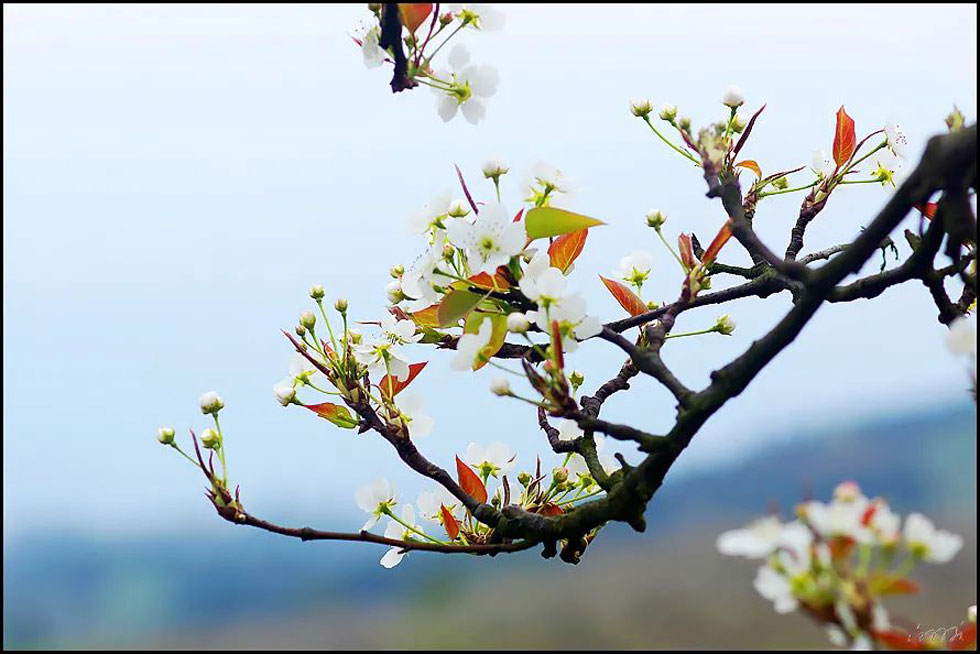 【春天,广西桂林灌阳县向您发出邀请!】我们在灌阳看梨花 - 游山玩水 - 驻马店生活社区 - 驻马店28生活网 zmd.28life.com
