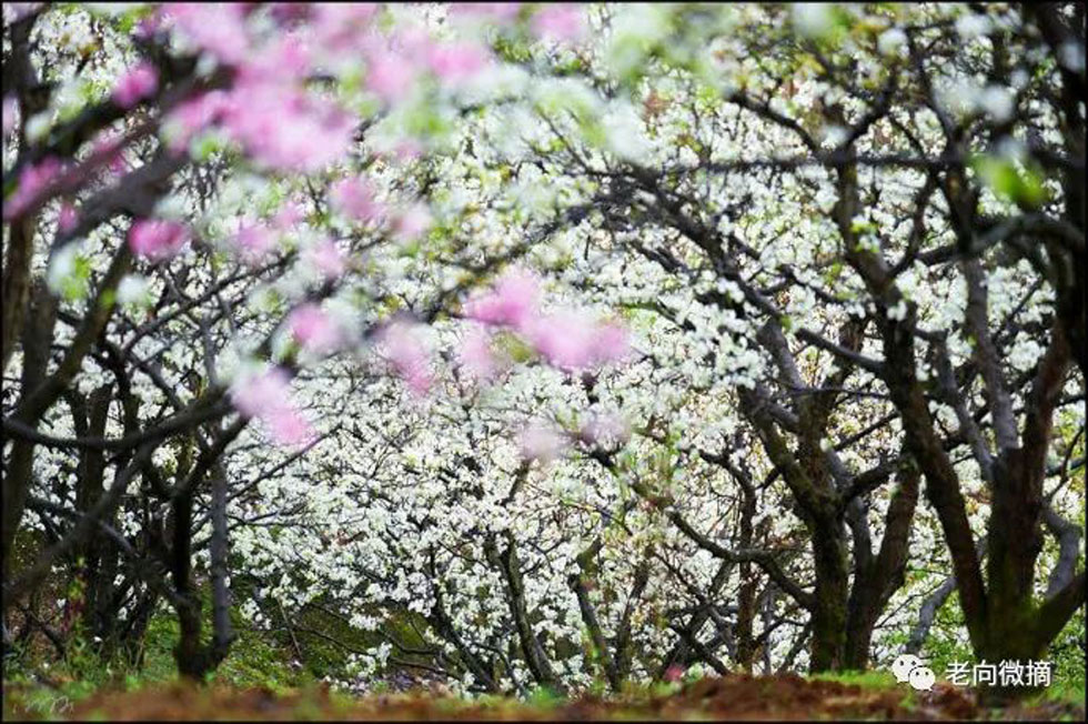【春天,广西桂林灌阳县向您发出邀请!】我们在灌阳看梨花 - 游山玩水 - 驻马店生活社区 - 驻马店28生活网 zmd.28life.com
