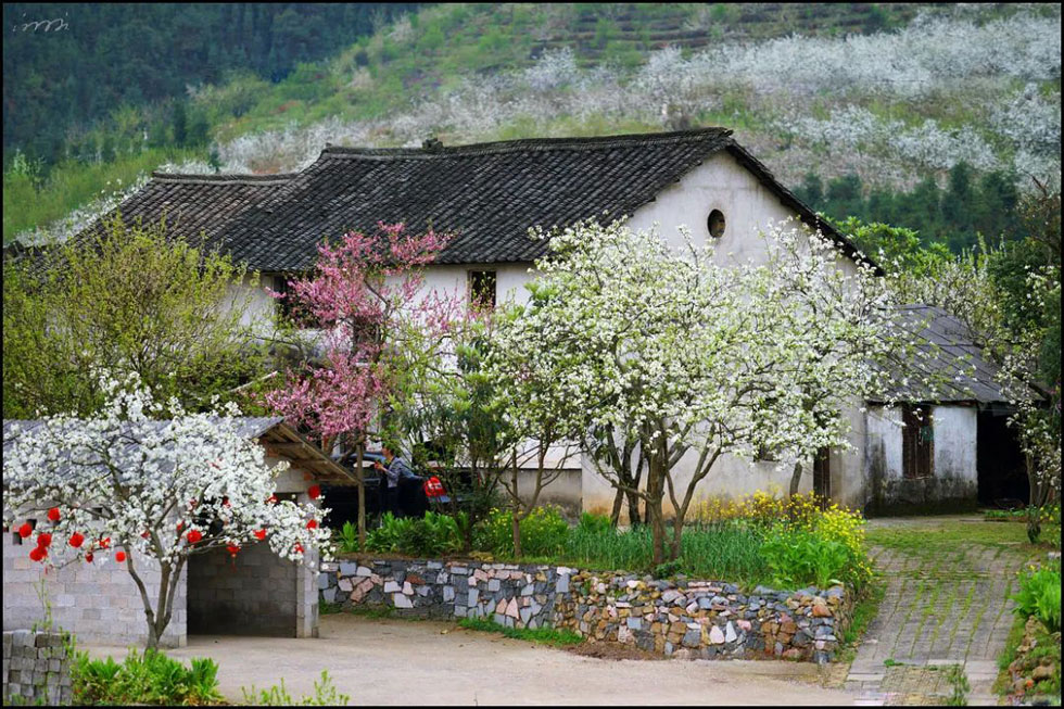 【春天,广西桂林灌阳县向您发出邀请!】我们在灌阳看梨花 - 游山玩水 - 驻马店生活社区 - 驻马店28生活网 zmd.28life.com