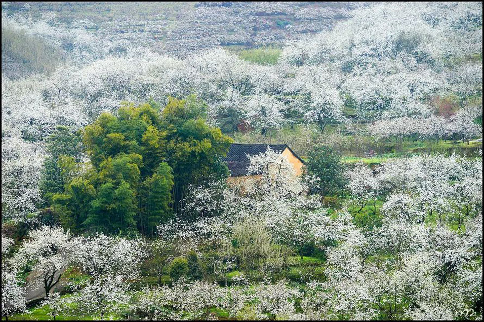 【春天,广西桂林灌阳县向您发出邀请!】我们在灌阳看梨花 - 游山玩水 - 驻马店生活社区 - 驻马店28生活网 zmd.28life.com