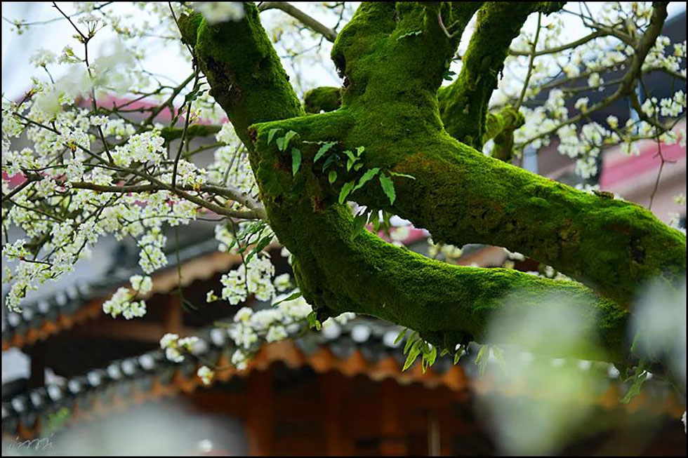 【春天,广西桂林灌阳县向您发出邀请!】我们在灌阳看梨花 - 游山玩水 - 驻马店生活社区 - 驻马店28生活网 zmd.28life.com