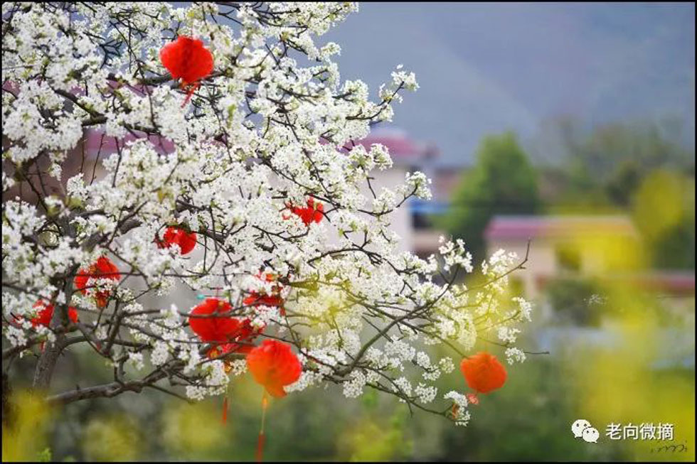 【春天,广西桂林灌阳县向您发出邀请!】我们在灌阳看梨花 - 游山玩水 - 驻马店生活社区 - 驻马店28生活网 zmd.28life.com