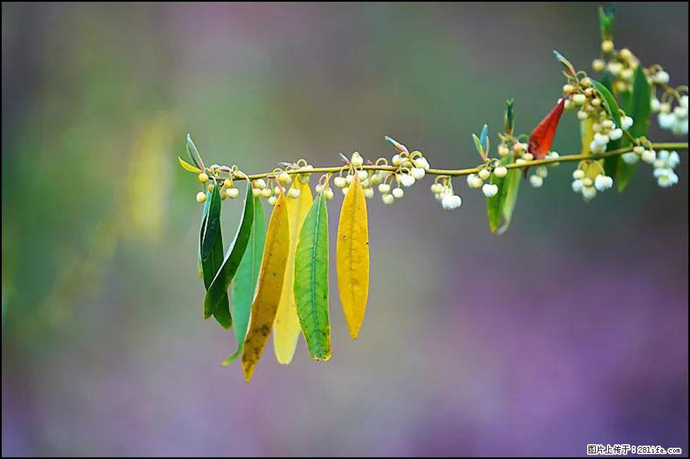 【春天，广西桂林灌阳县向您发出邀请！】米珠山前有片山苍子花在飘香 - 游山玩水 - 驻马店生活社区 - 驻马店28生活网 zmd.28life.com