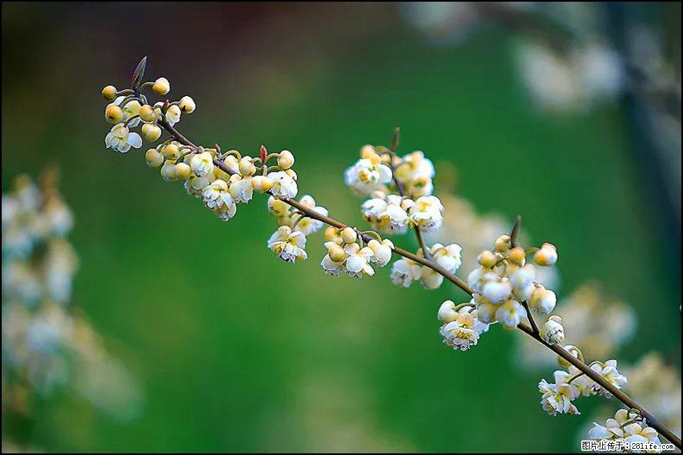 【春天，广西桂林灌阳县向您发出邀请！】米珠山前有片山苍子花在飘香 - 游山玩水 - 驻马店生活社区 - 驻马店28生活网 zmd.28life.com