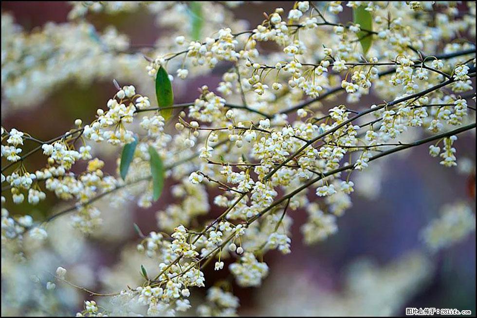 【春天，广西桂林灌阳县向您发出邀请！】米珠山前有片山苍子花在飘香 - 游山玩水 - 驻马店生活社区 - 驻马店28生活网 zmd.28life.com