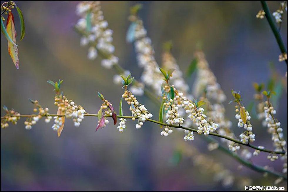 【春天，广西桂林灌阳县向您发出邀请！】米珠山前有片山苍子花在飘香 - 游山玩水 - 驻马店生活社区 - 驻马店28生活网 zmd.28life.com