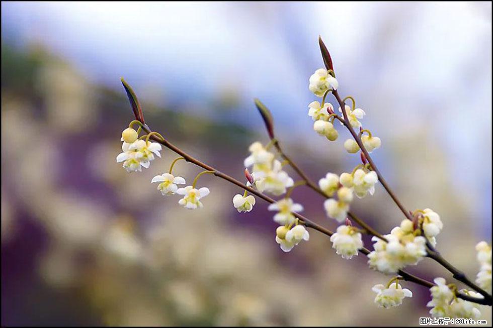 【春天，广西桂林灌阳县向您发出邀请！】米珠山前有片山苍子花在飘香 - 游山玩水 - 驻马店生活社区 - 驻马店28生活网 zmd.28life.com