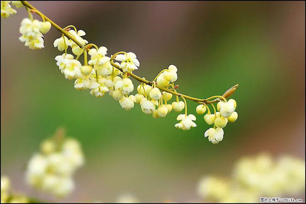 【春天，广西桂林灌阳县向您发出邀请！】米珠山前有片山苍子花在飘香 - 游山玩水 - 驻马店生活社区 - 驻马店28生活网 zmd.28life.com