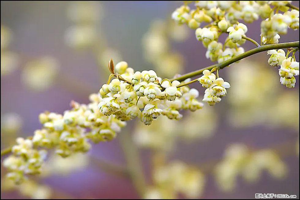 【春天，广西桂林灌阳县向您发出邀请！】米珠山前有片山苍子花在飘香 - 游山玩水 - 驻马店生活社区 - 驻马店28生活网 zmd.28life.com