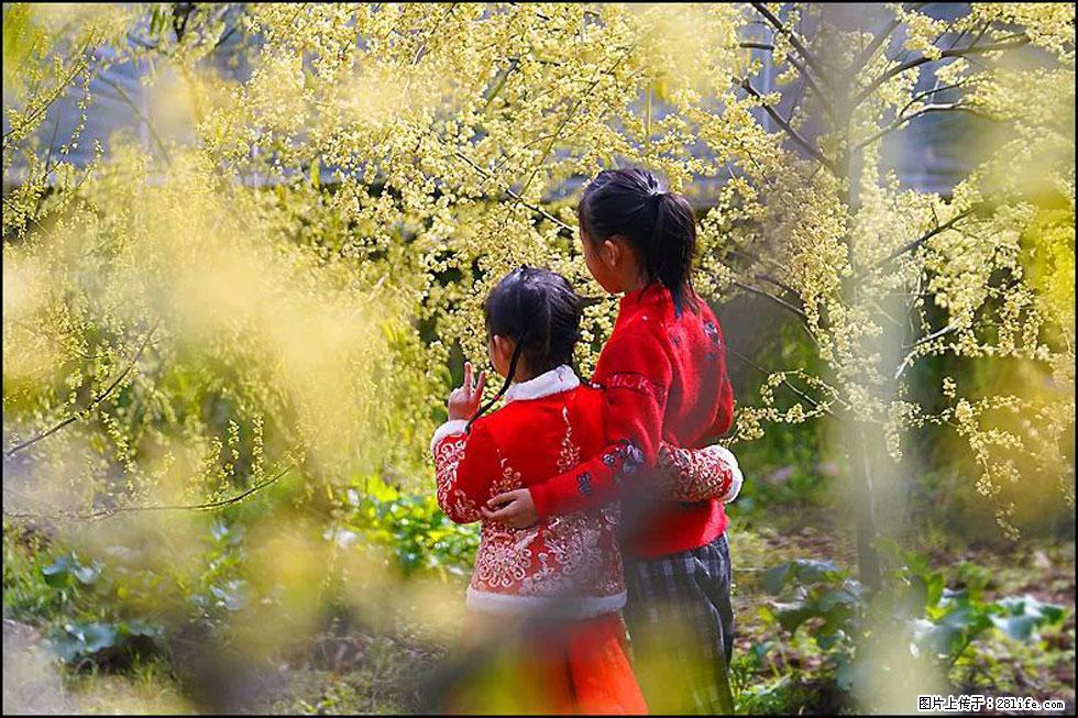 【春天，广西桂林灌阳县向您发出邀请！】米珠山前有片山苍子花在飘香 - 游山玩水 - 驻马店生活社区 - 驻马店28生活网 zmd.28life.com