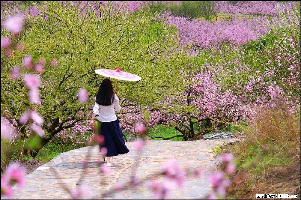 【春天,广西桂林灌阳县向您发出邀请!】官庄村有个醉美的桃花园 - 游山玩水 - 驻马店生活社区 - 驻马店28生活网 zmd.28life.com