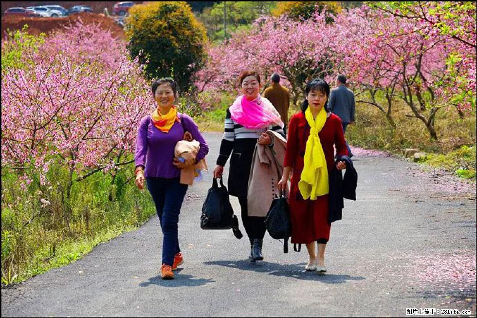 【春天,广西桂林灌阳县向您发出邀请!】官庄村有个醉美的桃花园 - 游山玩水 - 驻马店生活社区 - 驻马店28生活网 zmd.28life.com