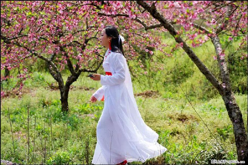 【春天,广西桂林灌阳县向您发出邀请!】官庄村有个醉美的桃花园 - 游山玩水 - 驻马店生活社区 - 驻马店28生活网 zmd.28life.com