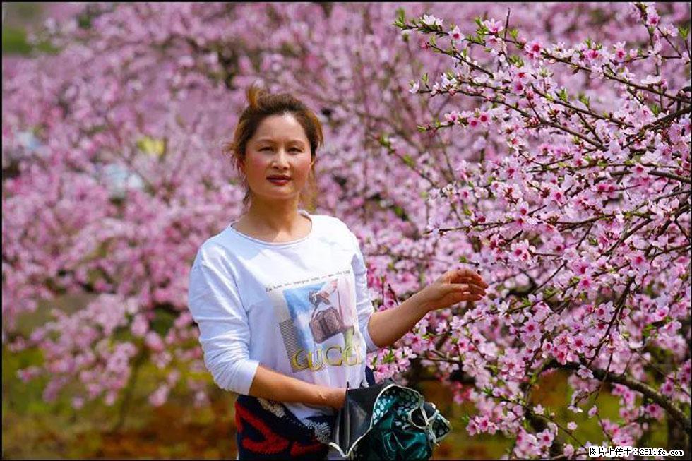 【春天,广西桂林灌阳县向您发出邀请!】官庄村有个醉美的桃花园 - 游山玩水 - 驻马店生活社区 - 驻马店28生活网 zmd.28life.com