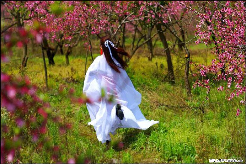 【春天,广西桂林灌阳县向您发出邀请!】官庄村有个醉美的桃花园 - 游山玩水 - 驻马店生活社区 - 驻马店28生活网 zmd.28life.com