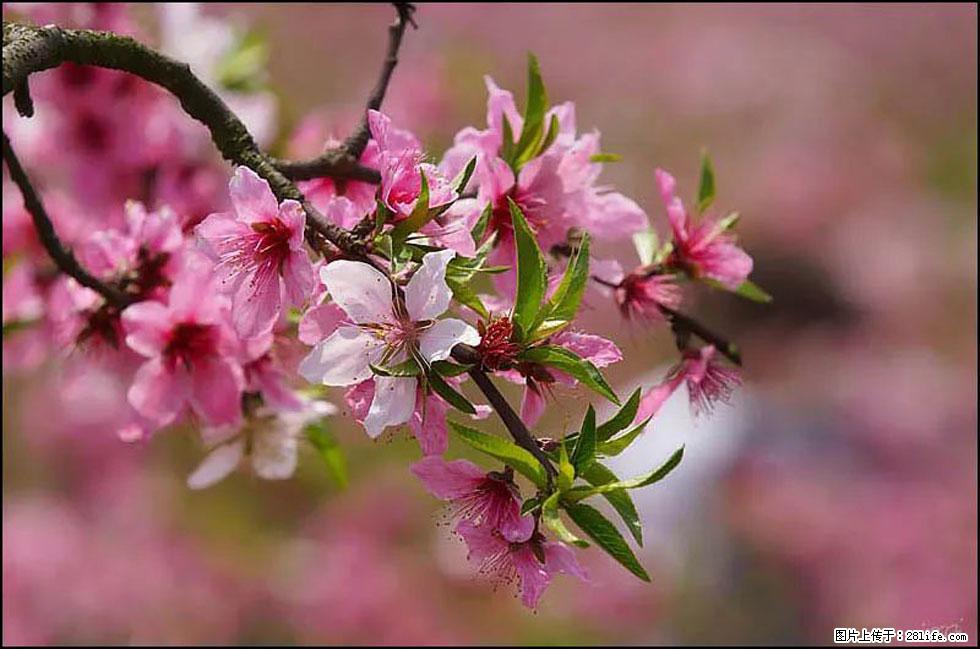 【春天,广西桂林灌阳县向您发出邀请!】官庄村有个醉美的桃花园 - 游山玩水 - 驻马店生活社区 - 驻马店28生活网 zmd.28life.com