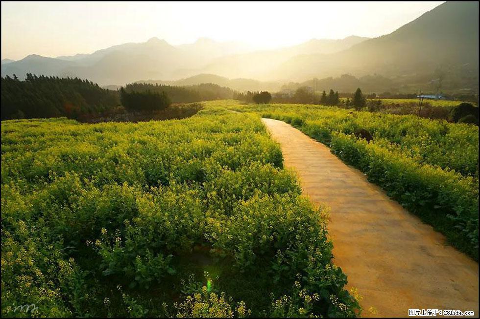 【春天,广西桂林灌阳县向您发出邀请!】长坪村油菜盛情花开 - 游山玩水 - 驻马店生活社区 - 驻马店28生活网 zmd.28life.com