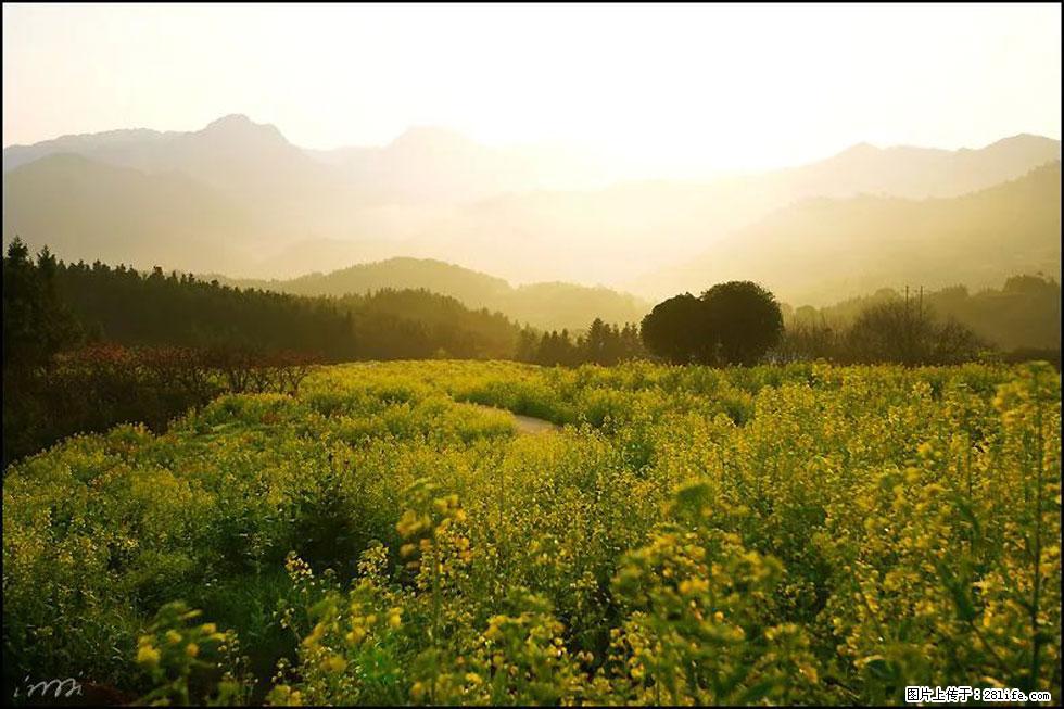【春天,广西桂林灌阳县向您发出邀请!】长坪村油菜盛情花开 - 游山玩水 - 驻马店生活社区 - 驻马店28生活网 zmd.28life.com