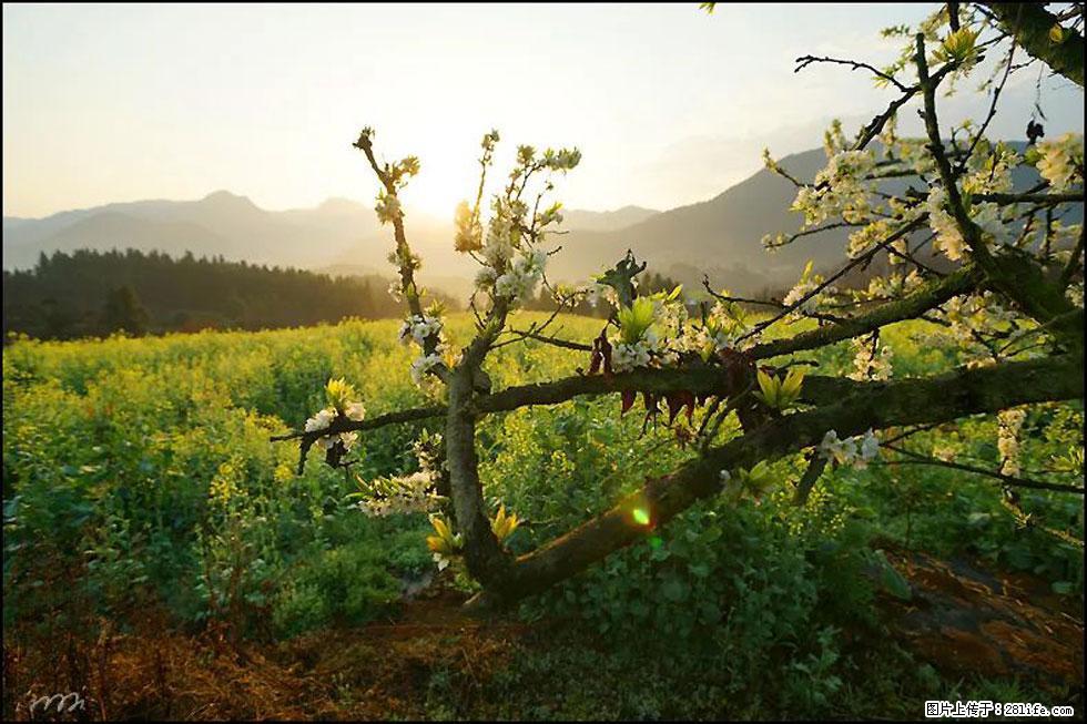 【春天,广西桂林灌阳县向您发出邀请!】长坪村油菜盛情花开 - 游山玩水 - 驻马店生活社区 - 驻马店28生活网 zmd.28life.com