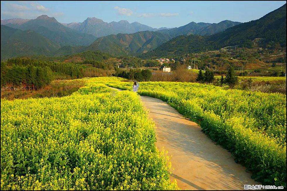 【春天,广西桂林灌阳县向您发出邀请!】长坪村油菜盛情花开 - 游山玩水 - 驻马店生活社区 - 驻马店28生活网 zmd.28life.com