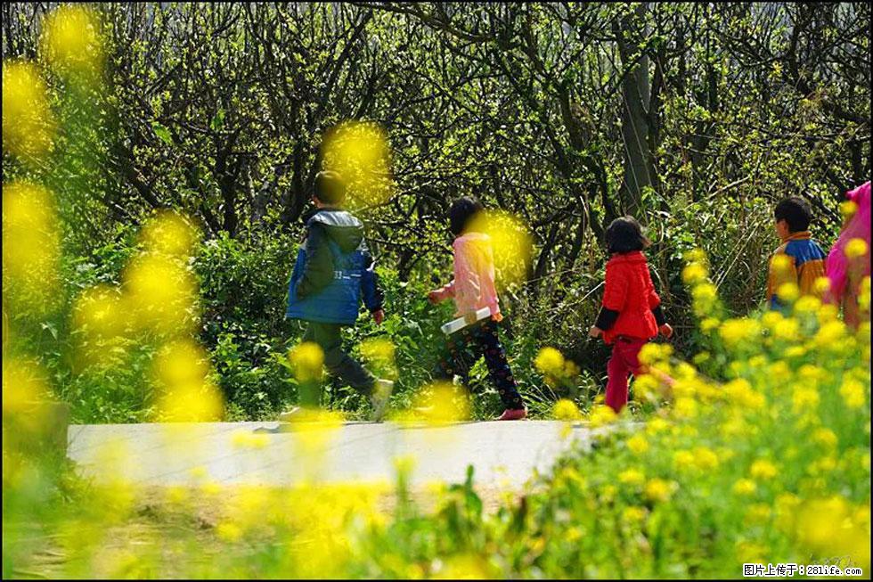 【春天,广西桂林灌阳县向您发出邀请!】长坪村油菜盛情花开 - 游山玩水 - 驻马店生活社区 - 驻马店28生活网 zmd.28life.com