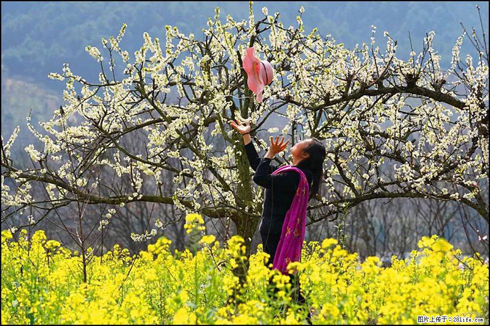 【春天,广西桂林灌阳县向您发出邀请!】长坪村油菜盛情花开 - 游山玩水 - 驻马店生活社区 - 驻马店28生活网 zmd.28life.com