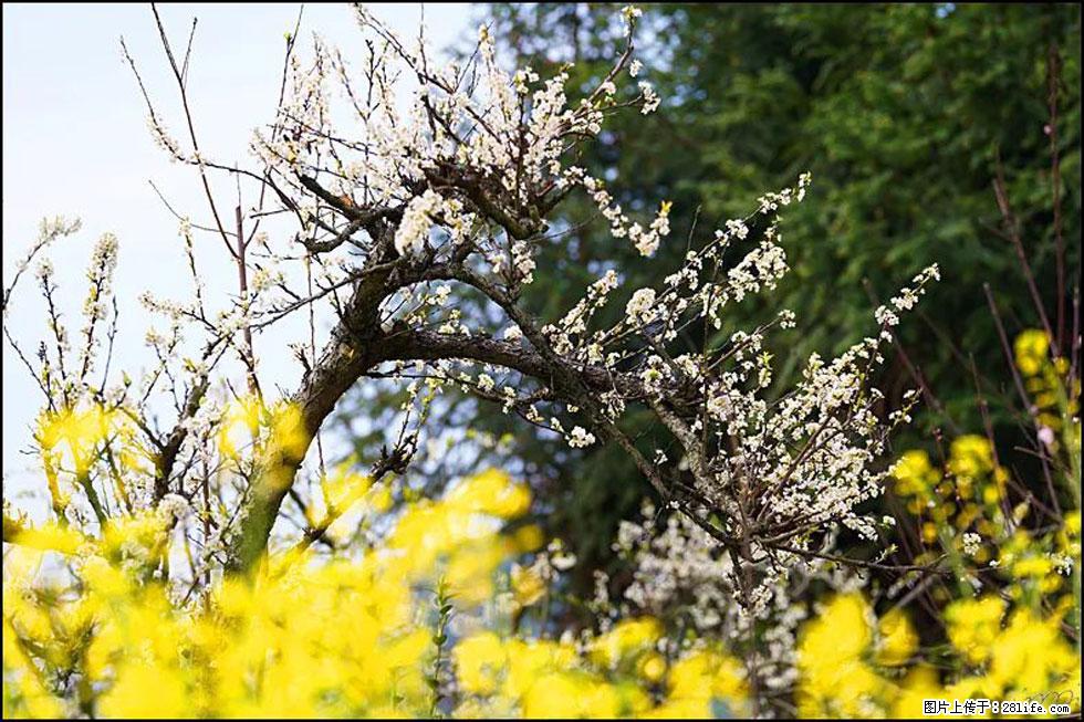 【春天,广西桂林灌阳县向您发出邀请!】长坪村油菜盛情花开 - 游山玩水 - 驻马店生活社区 - 驻马店28生活网 zmd.28life.com