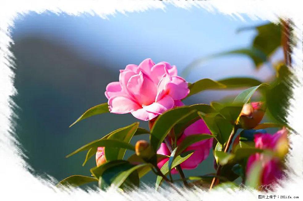 【春天，广西桂林灌阳县向您发出邀请！】杨柳井茶花惹人爱 - 游山玩水 - 驻马店生活社区 - 驻马店28生活网 zmd.28life.com