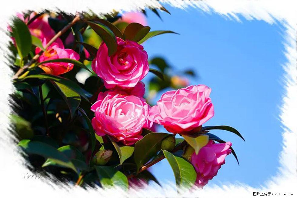 【春天，广西桂林灌阳县向您发出邀请！】杨柳井茶花惹人爱 - 游山玩水 - 驻马店生活社区 - 驻马店28生活网 zmd.28life.com