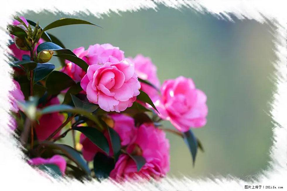 【春天，广西桂林灌阳县向您发出邀请！】杨柳井茶花惹人爱 - 游山玩水 - 驻马店生活社区 - 驻马店28生活网 zmd.28life.com