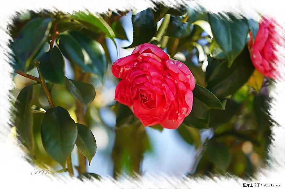 【春天，广西桂林灌阳县向您发出邀请！】杨柳井茶花惹人爱 - 游山玩水 - 驻马店生活社区 - 驻马店28生活网 zmd.28life.com