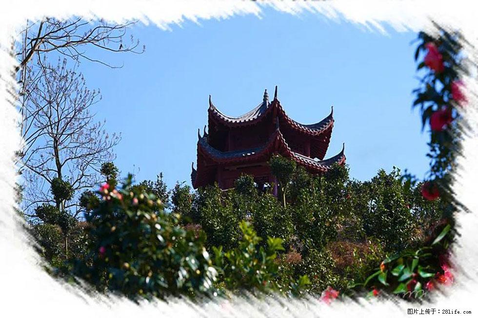 【春天，广西桂林灌阳县向您发出邀请！】杨柳井茶花惹人爱 - 游山玩水 - 驻马店生活社区 - 驻马店28生活网 zmd.28life.com