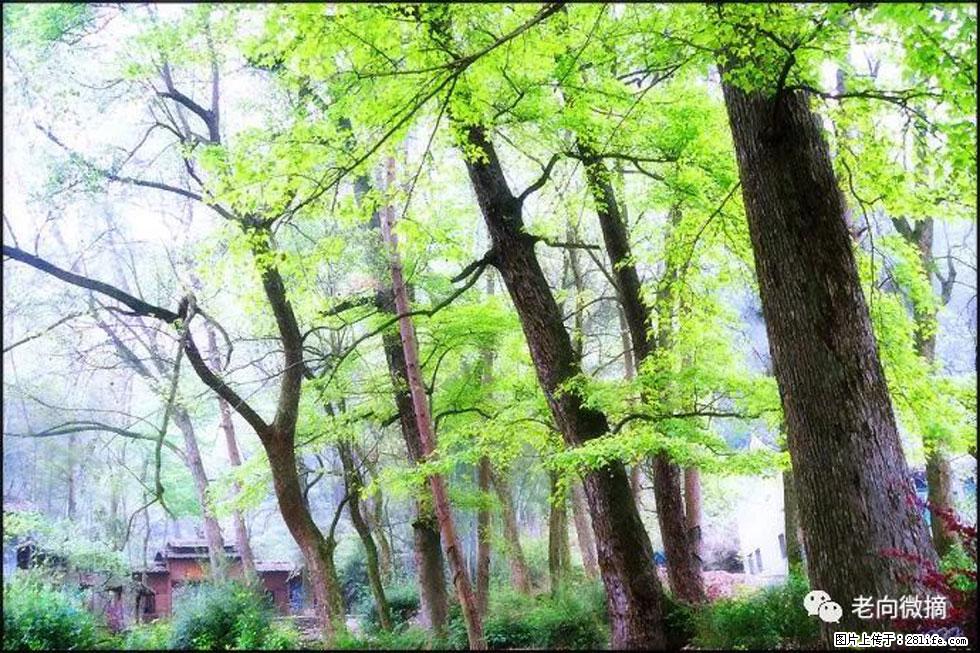 【春天,广西桂林灌阳县向您发出邀请!】在小龙村与春天约会 - 游山玩水 - 驻马店生活社区 - 驻马店28生活网 zmd.28life.com