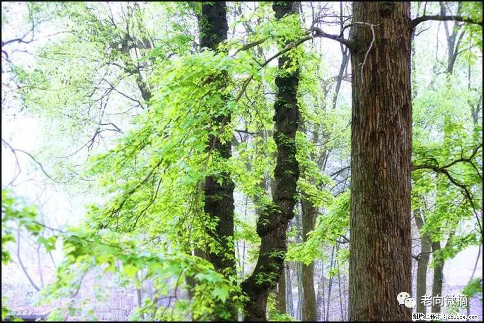 【春天,广西桂林灌阳县向您发出邀请!】在小龙村与春天约会 - 游山玩水 - 驻马店生活社区 - 驻马店28生活网 zmd.28life.com