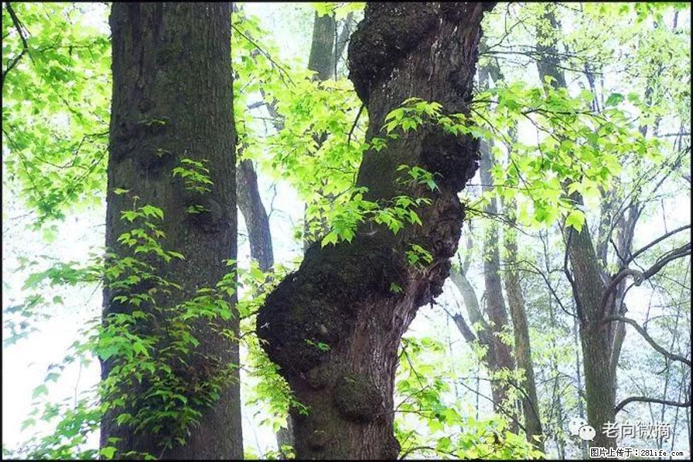 【春天,广西桂林灌阳县向您发出邀请!】在小龙村与春天约会 - 游山玩水 - 驻马店生活社区 - 驻马店28生活网 zmd.28life.com