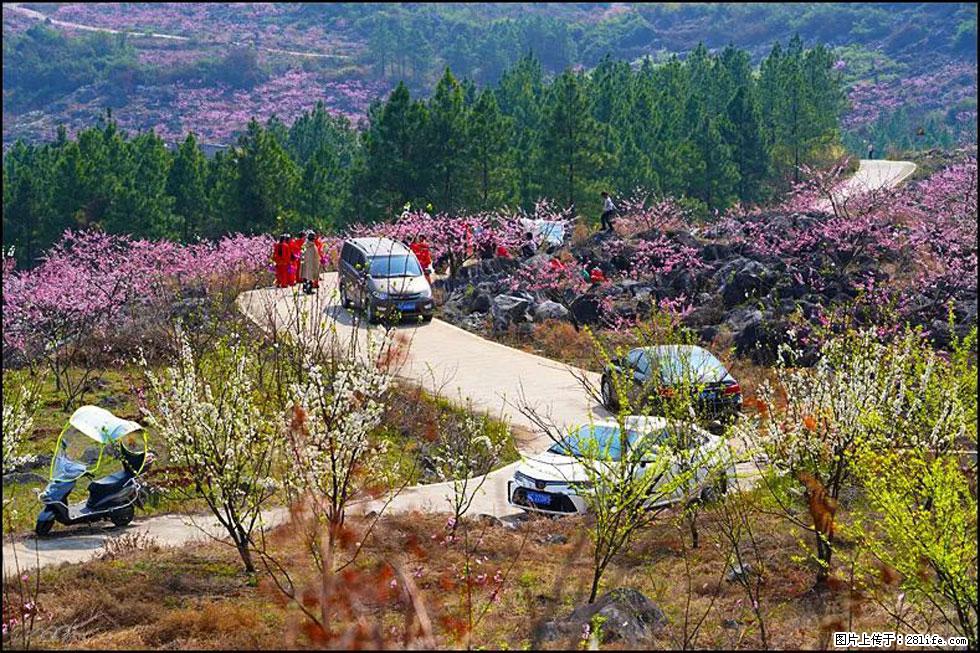 【春天,广西桂林灌阳县向您发出邀请!】望月岭上桃花开 - 游山玩水 - 驻马店生活社区 - 驻马店28生活网 zmd.28life.com