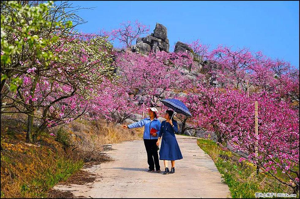 【春天,广西桂林灌阳县向您发出邀请!】望月岭上桃花开 - 游山玩水 - 驻马店生活社区 - 驻马店28生活网 zmd.28life.com
