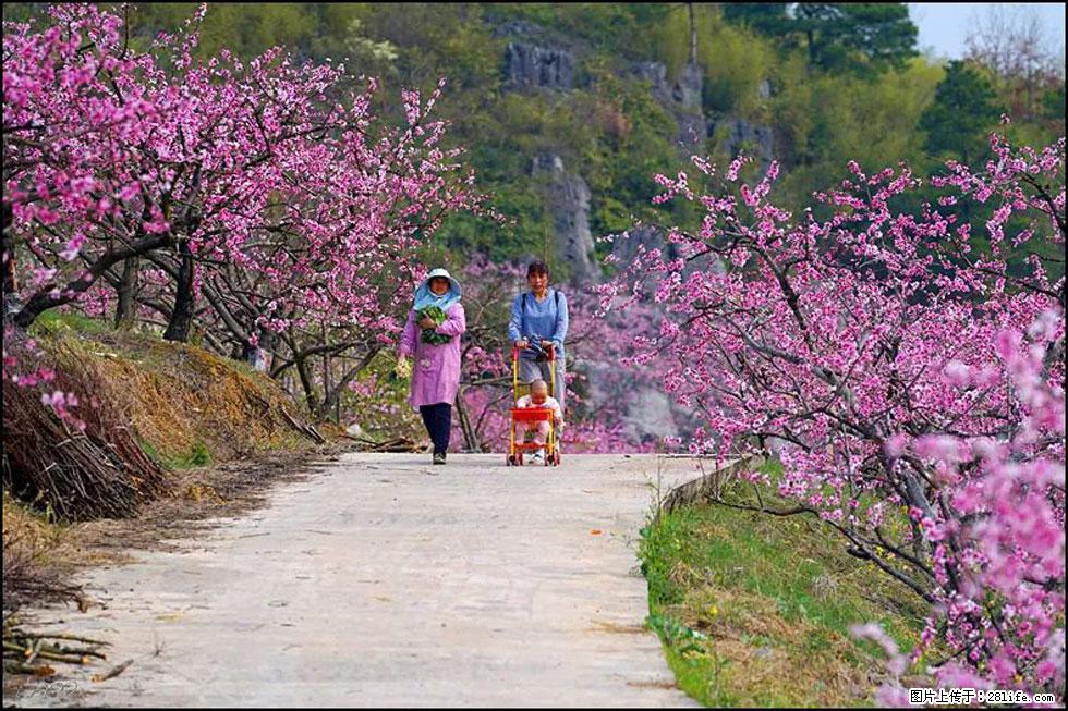 【春天,广西桂林灌阳县向您发出邀请!】望月岭上桃花开 - 游山玩水 - 驻马店生活社区 - 驻马店28生活网 zmd.28life.com