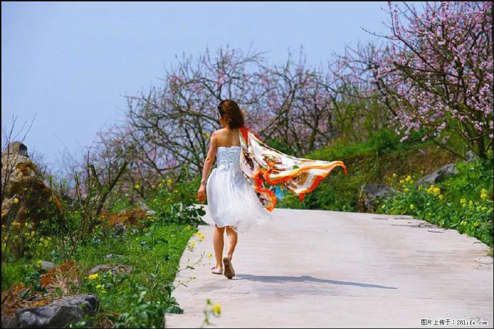 【春天,广西桂林灌阳县向您发出邀请!】望月岭上桃花开 - 游山玩水 - 驻马店生活社区 - 驻马店28生活网 zmd.28life.com