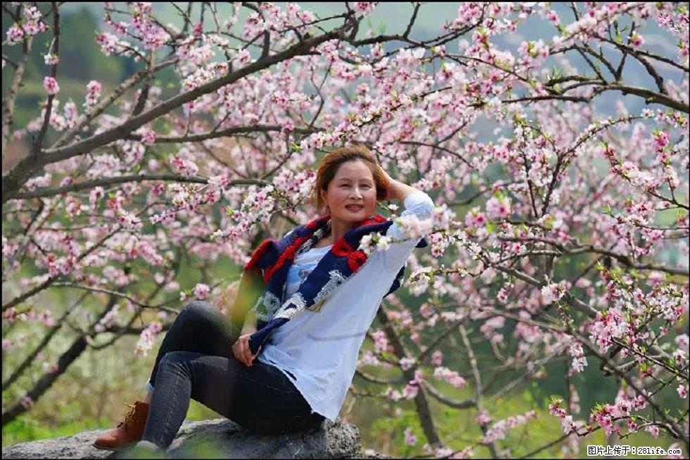 【春天,广西桂林灌阳县向您发出邀请!】望月岭上桃花开 - 游山玩水 - 驻马店生活社区 - 驻马店28生活网 zmd.28life.com