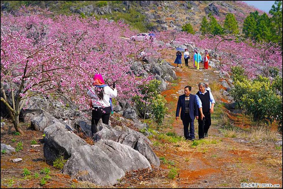 【春天,广西桂林灌阳县向您发出邀请!】望月岭上桃花开 - 游山玩水 - 驻马店生活社区 - 驻马店28生活网 zmd.28life.com