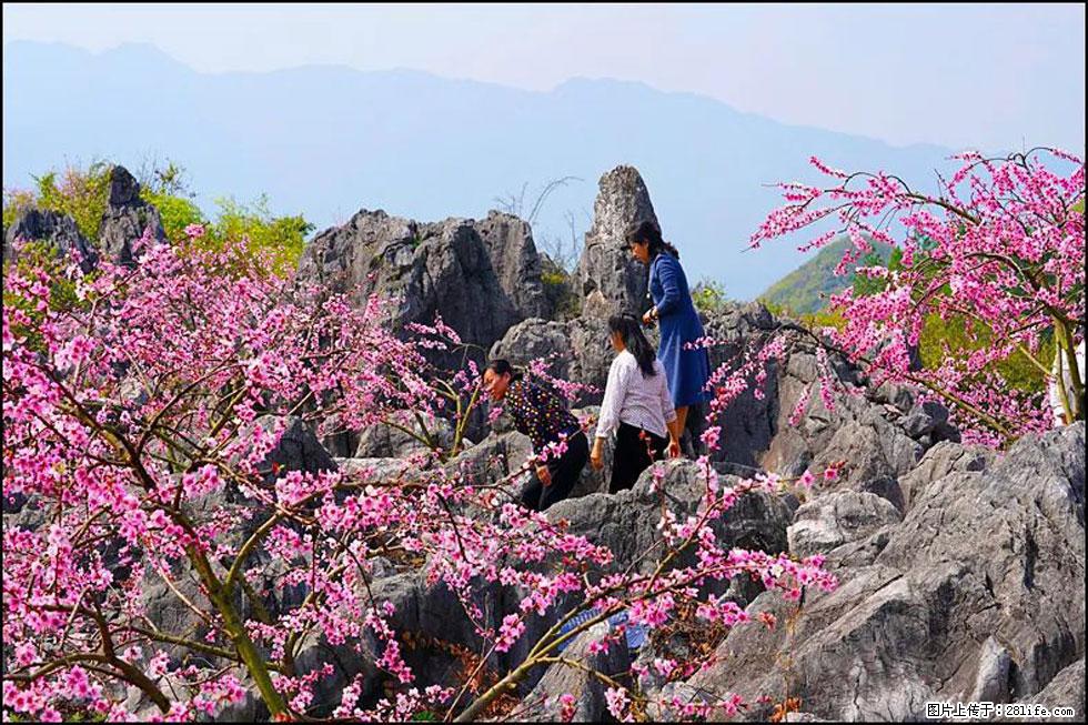 【春天,广西桂林灌阳县向您发出邀请!】望月岭上桃花开 - 游山玩水 - 驻马店生活社区 - 驻马店28生活网 zmd.28life.com