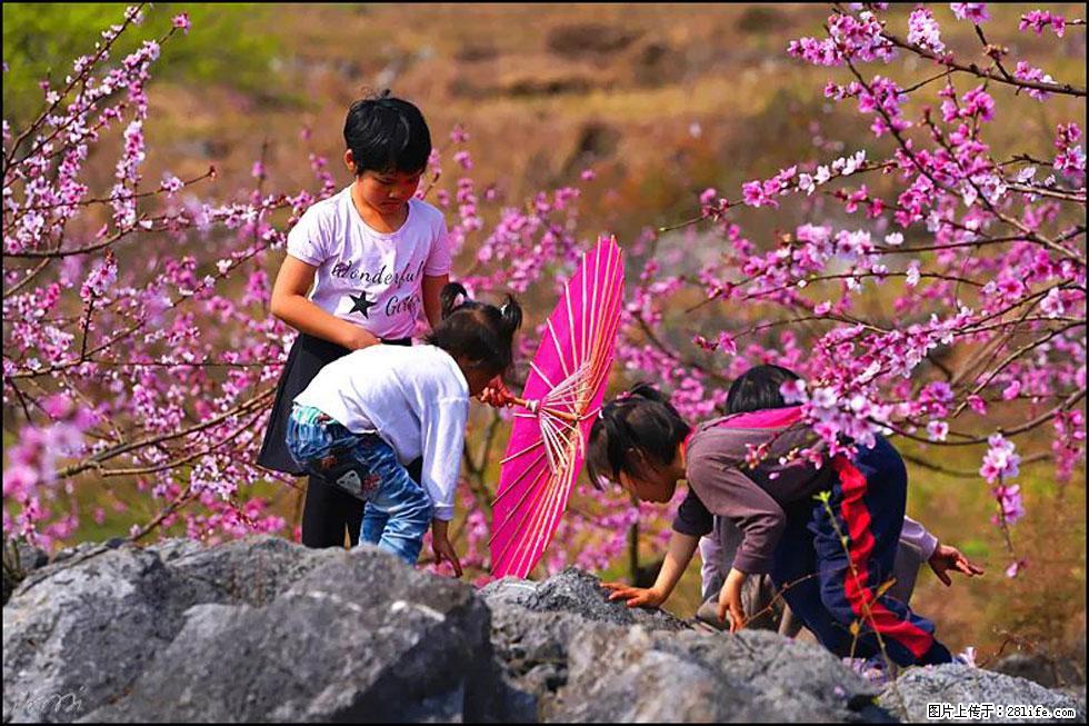 【春天,广西桂林灌阳县向您发出邀请!】望月岭上桃花开 - 游山玩水 - 驻马店生活社区 - 驻马店28生活网 zmd.28life.com