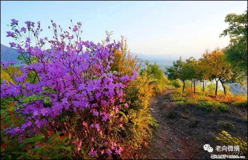 【春天，广西桂林灌阳县向您发出邀请！】登麒麟山，相约映山红 - 游山玩水 - 驻马店生活社区 - 驻马店28生活网 zmd.28life.com