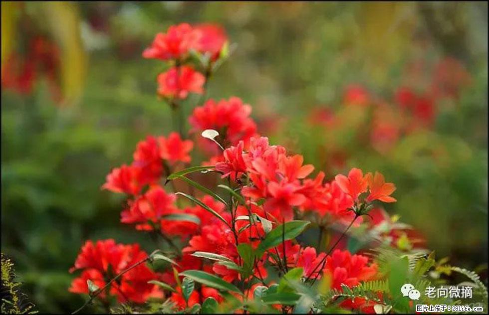 【春天，广西桂林灌阳县向您发出邀请！】登麒麟山，相约映山红 - 游山玩水 - 驻马店生活社区 - 驻马店28生活网 zmd.28life.com