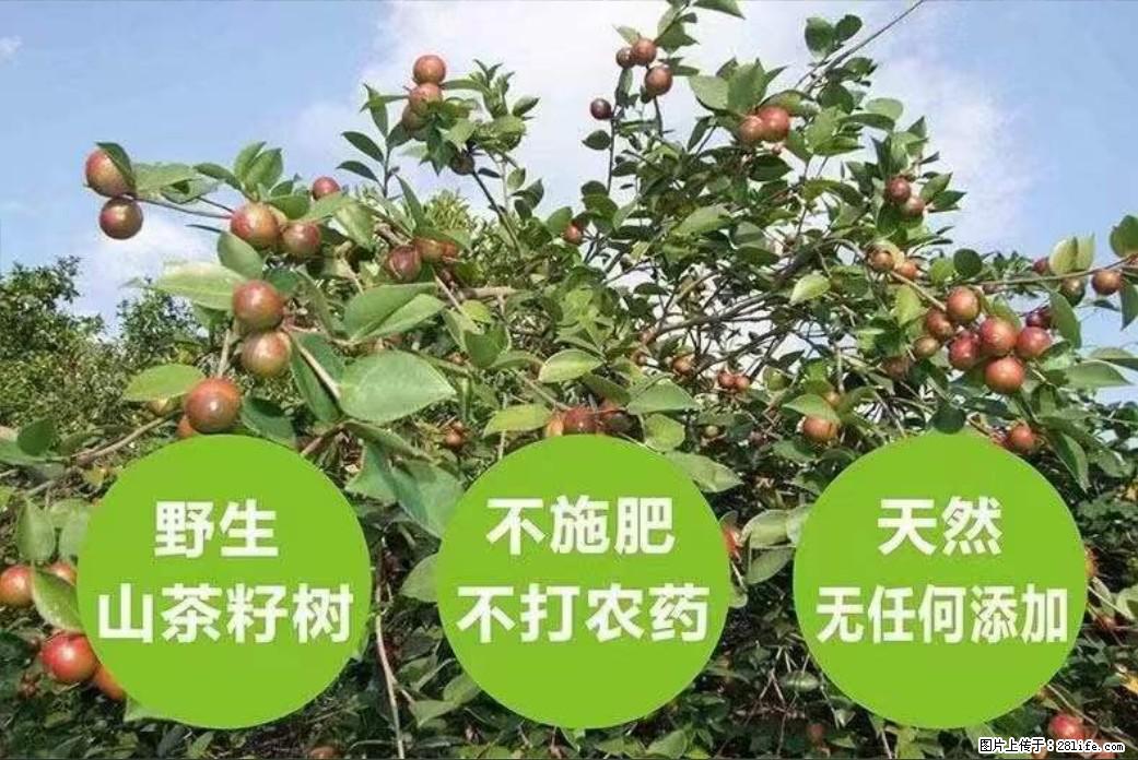 【灌阳县油茶产业示范区】一个有着充实的精神生活的人,对待身外之物自会有一种淡泊的态度 - 美食天地 - 驻马店生活社区 - 驻马店28生活网 zmd.28life.com