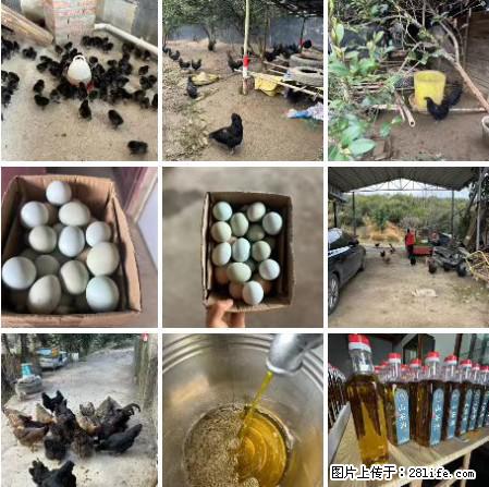 油茶园从小鸡仔开始养起的纯土鸡、土鸡蛋可以预定啦!还有前几天刚榨的纯山茶油哦 - 土特产 - 饮食特产 - 驻马店分类信息 - 驻马店28生活网 zmd.28life.com