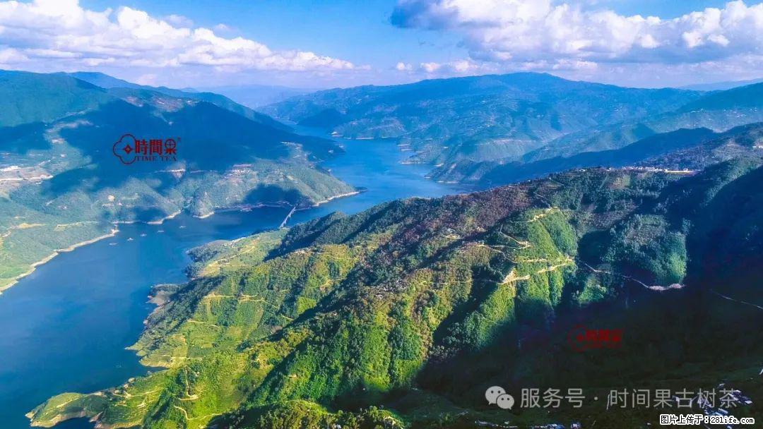 时间果百年古树龙珠普洱生茶 - 购物交流 - 驻马店生活社区 - 驻马店28生活网 zmd.28life.com