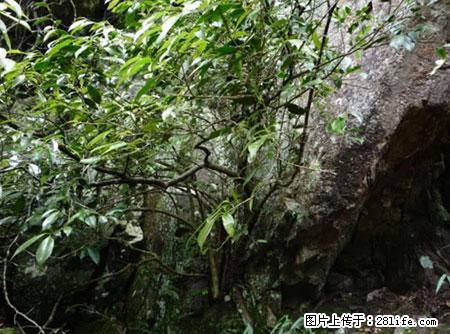 平乐石崖茶，珍贵仅次于金花茶 - 驻马店生活资讯 - 驻马店28生活网 zmd.28life.com